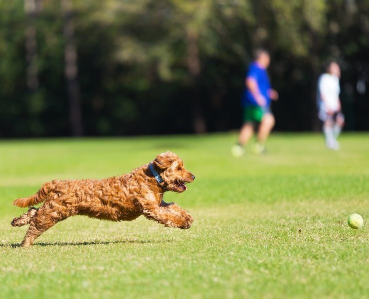 Image of Miniature Golden doodle playing fetch in dog park